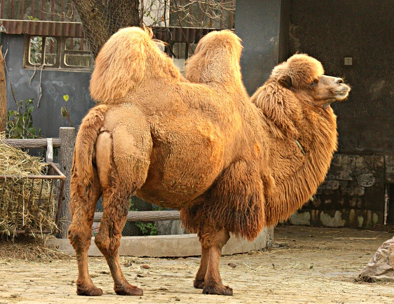 Asian Camel 35